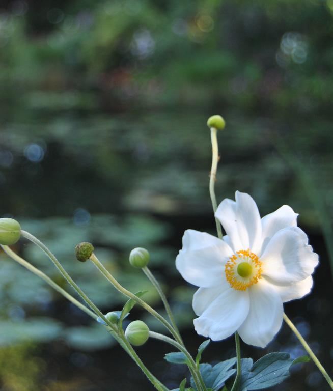 Cottage Les Quatre Saisons Giverny Oda fotoğraf